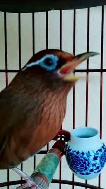 画眉鸟叫声好听视频播放,感受自然之美