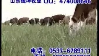 牛的养殖技术视频,从新手到专家的养殖攻略