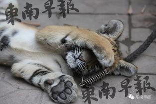 小老虎视频大全